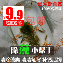 South American Aquarium algae removal black shell shrimp fish tank Water plant tank tools clean algae removal Ornamental live freshwater shrimp