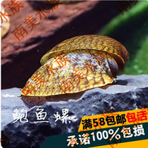 South American aquarium abalone snail Kasasa snail Freshwater grass cylinder algae removal snail Ornamental algae removal snail tool snail Living snail