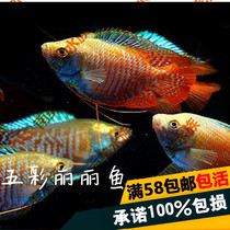 South American Aquarium Multicolored Lili Blue Lili fish Walnut fish tank Water plant tank Live ornamental fish Freshwater fish