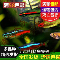 South American Aquarium Society Small tropical freshwater lampfish collection package Traffic Light Pauline Lamp Zebrafish live fish