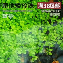South American Aquarium Society Climbing dwarf pearl Tuo grass True water grass Fish tank grass tank landscaping foreground Lawn underwater colonization