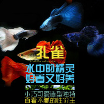 South American Aquarium fine guppy Anchovy Pure Guppy Tropical Fish Viviparous fish Live ice blue ivory white