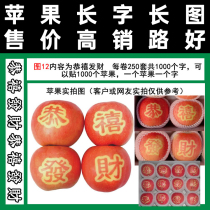 Fruit paste copybook figure 12 Gongxi fortune in some areas full of tape technology Shandong Red Star Gala