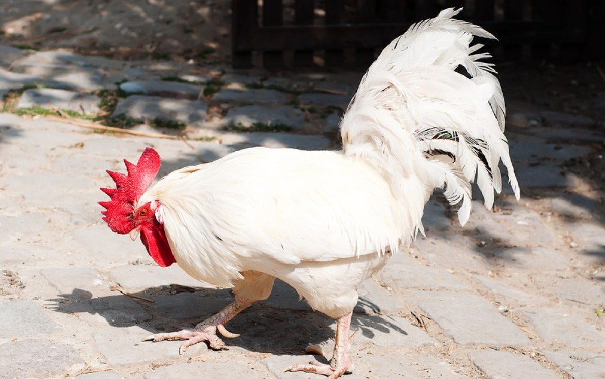 2年纯白无杂毛大白公鸡活体包邮 药引子散养活体土鸡活鸡笨鸡草鸡