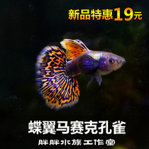 Big-eared butterfly wing Guppie Mosaic lace Purebred line Ornamental guppie Small viviparous breeding upper fish