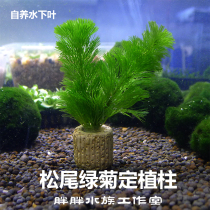 Matsuo green Chrysanthemum grass Gold fish algae fixed plant Mini shrimp cylinder Round cylinder Landscaping Easy to raise low light novice real water plant