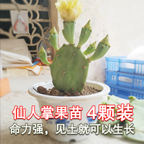 Cactus potted fruit seedlings cactus wild cactus fruit seedlings a set of 4 leaves with fruit