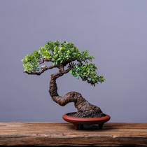 Indoor simulation welcome pine bonsai creative fake plant home living room coffee table study Hotel potted decorative ornaments