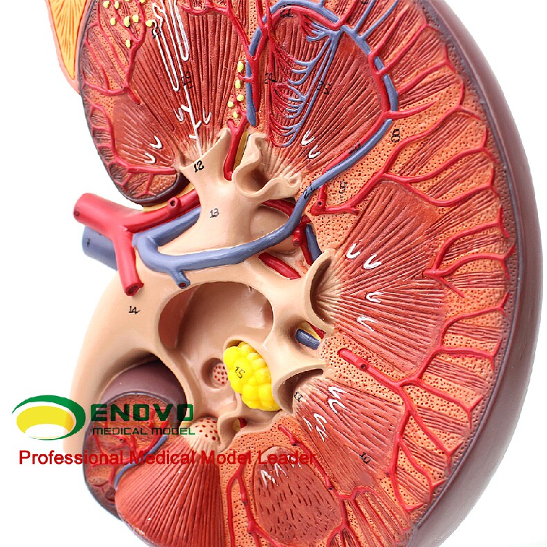enovo正品 医用人体肾 肾上腺模型 肾脏解剖模型肾模型生殖泌尿科