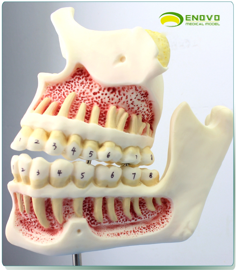 enovo正品儿童牙列发育牙与颌骨发育模型乳牙恒牙口腔牙齿模型