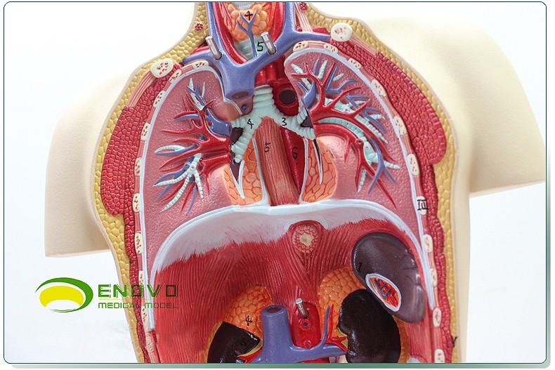 enovo正品 中型 医用人体器官解剖模型 男女双性版 人体内脏结构