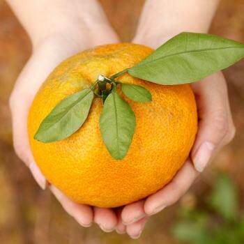 高橙 新鲜多汁 温岭特产新鲜绿色手剥橙子水果鲜橙甜橙_不打折现价76.