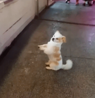 偶遇的小狗,应该是店家经常给狗小零食,狗狗才会在前面可爱的讨零食吃