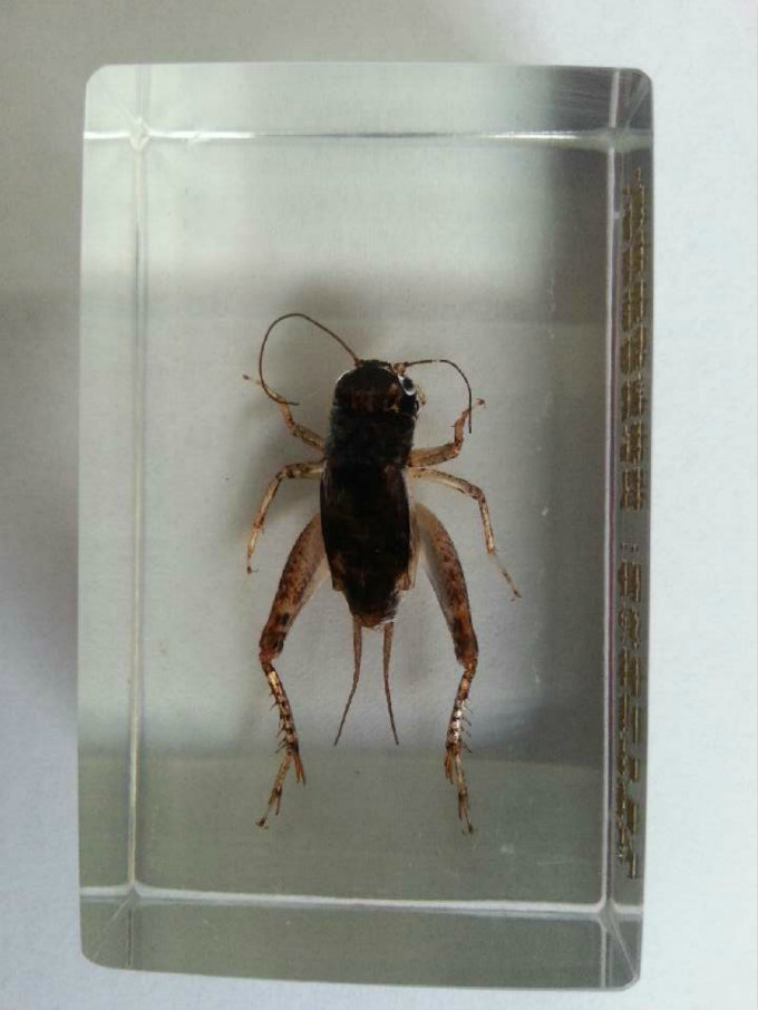 蟋蟀 蛐蛐 蟋蟀用品 蟋蟀用具 水晶蟋蟀 蟋蟀标本 虫棺 水晶虫棺