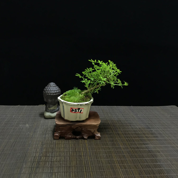 促销迎春花微型盆景 树桩 开花植物带盆包邮 迷你桌面小盆景包邮