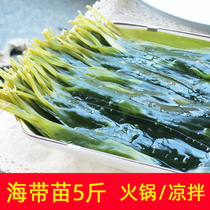 Small kelp seedlings tender 5kg fresh Xiapu Special tender seaweed sprouts cold vegetables kelp thin tender three seconds hot pot