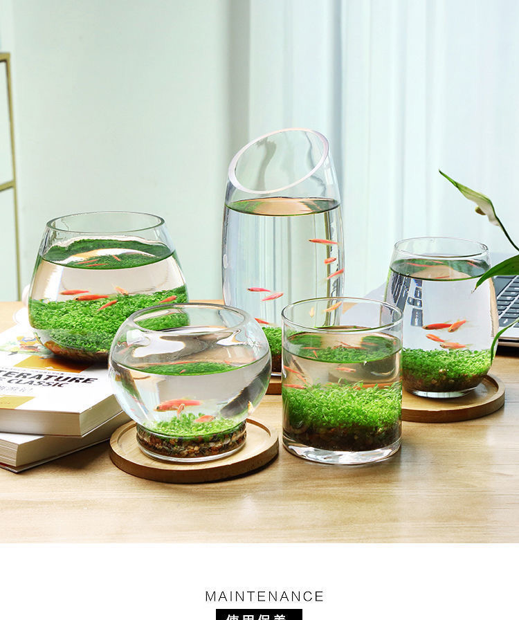 包邮养鱼水植物免不换水鱼缸微景观迷你生态鱼瓶办公桌面观赏鱼