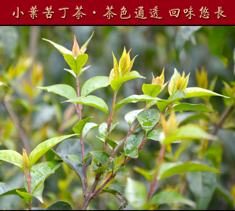 推荐余庆发酵特级野生小包装小叶苦丁茶