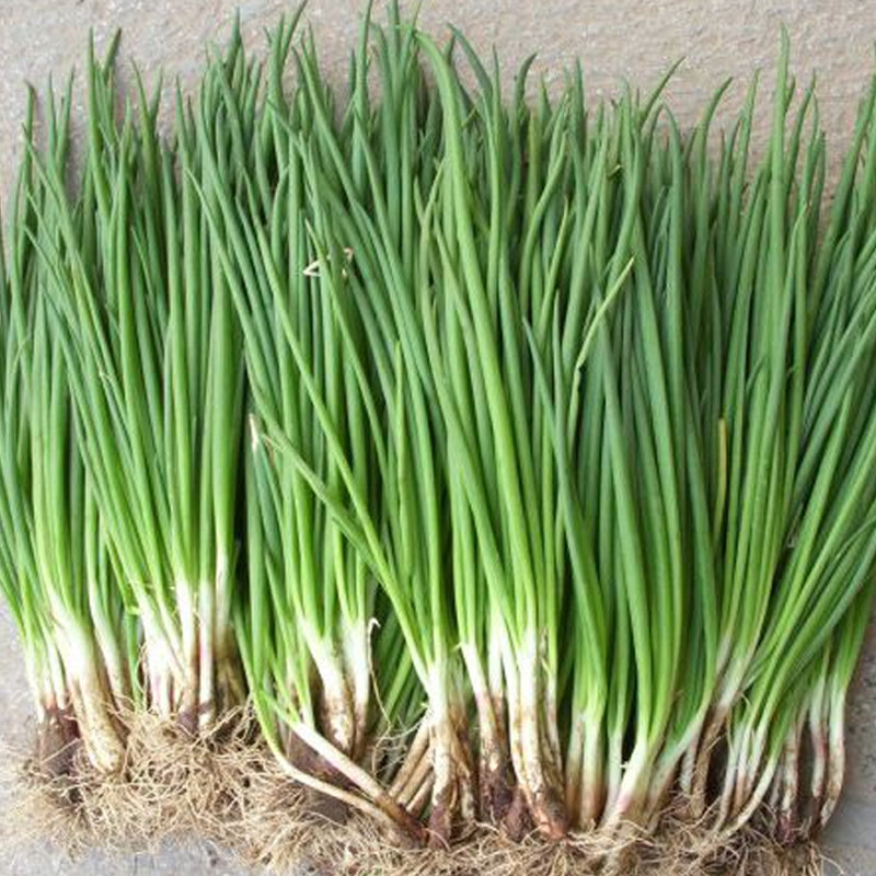 四季小香葱种子室内瓜种阳台花种冬天葱苗盆栽蔬菜籽冬季香菜葱种