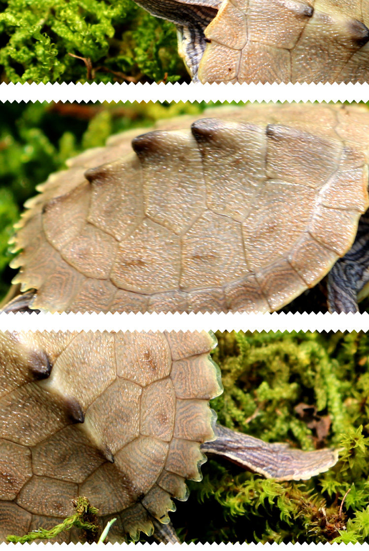 诚招地图龟苗密西西比美国地图龟代理商