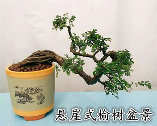 悬崖造型树桩小叶榆树榔榆办公室内绿植物盆栽盆景年年有榆全实物图片