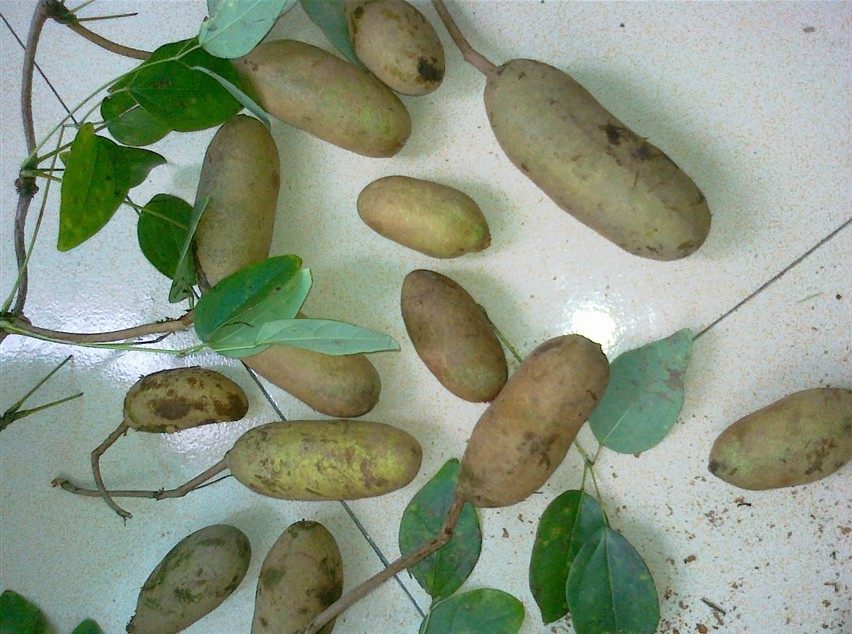 野生预知子 圣知子,仙沼子八月炸,八月扎 野香蕉.切片干品