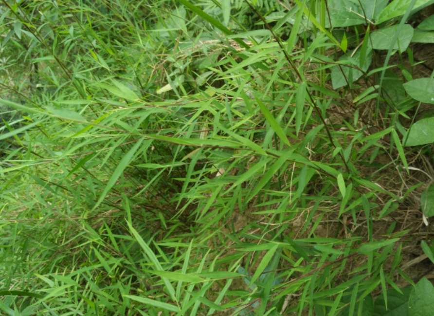 野生中草药金丝草 黄毛草 猫尾草 笔尾草 金丝茅 干品货