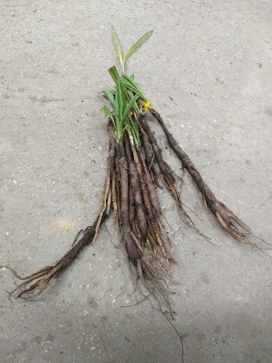 野生中药材小仙茅 独茅根 茅爪子 婆罗门参 独脚仙茅