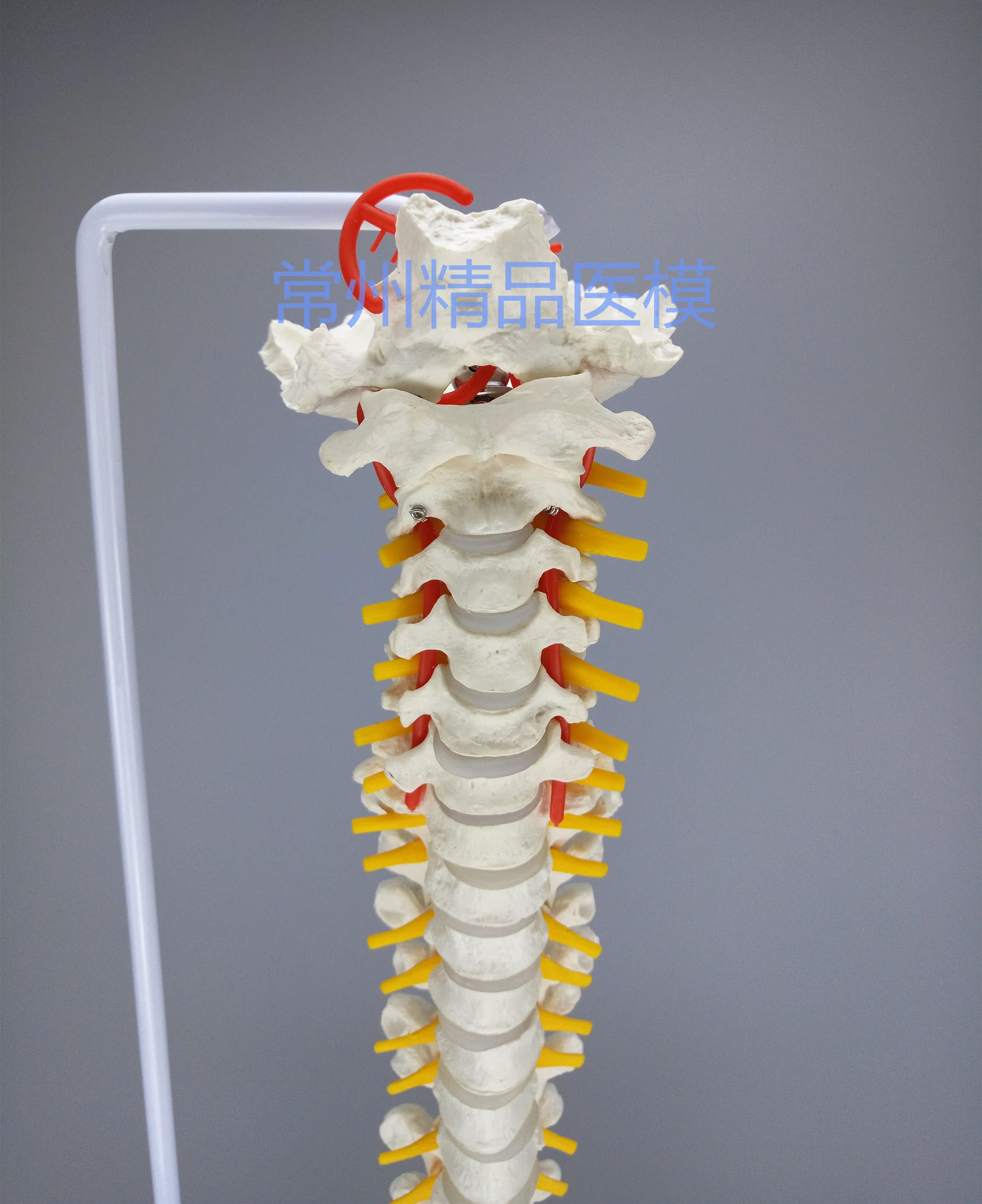教学仿真85cm脊柱模型自然大脊椎带腿骨模型1:1人体骨骼脊椎标本