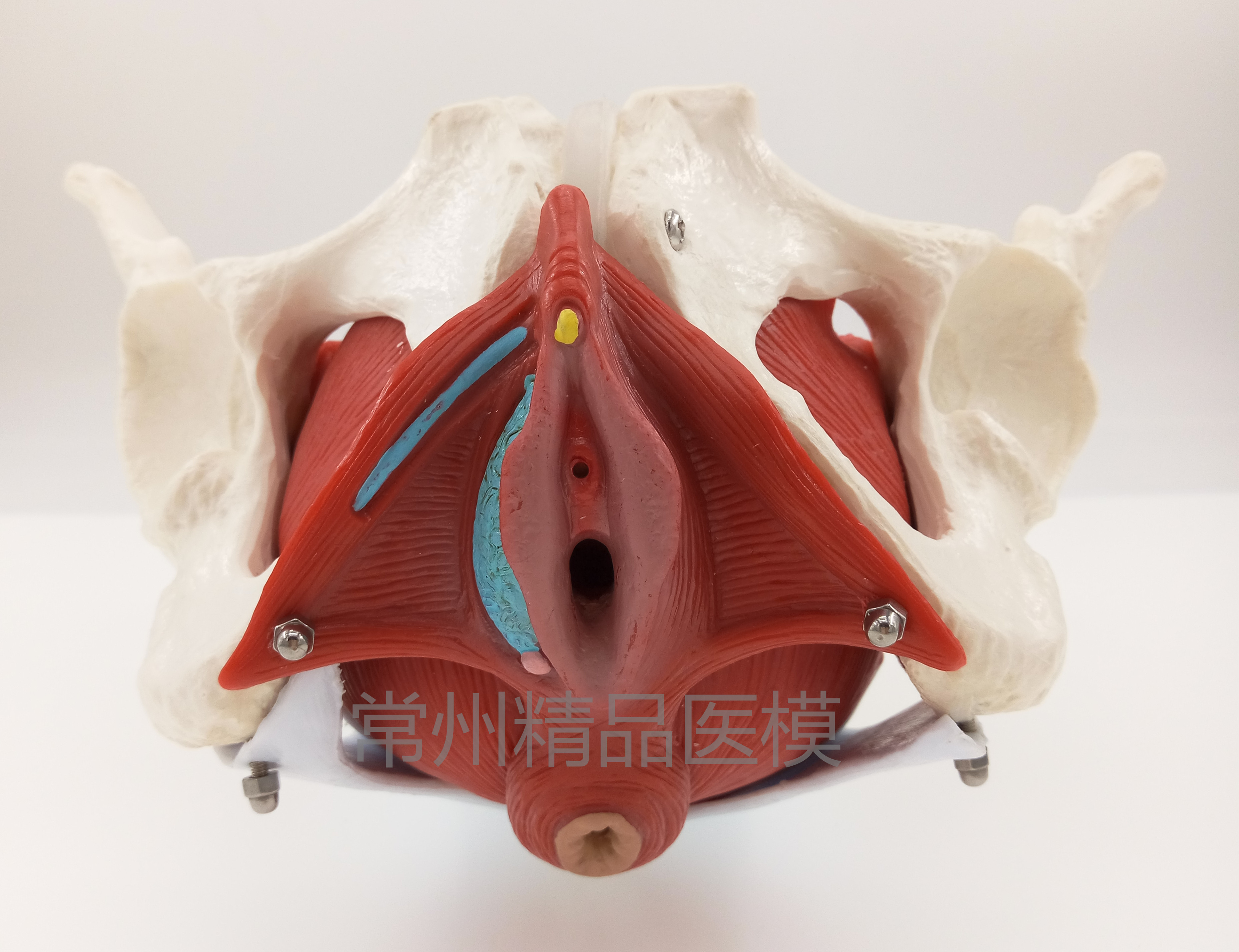教学仿真盆底肌女性骨盆及子宫模型女性盆腔结构膀胱盆底肌肉康复_双
