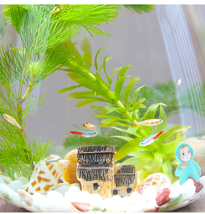 生态瓶鱼微景观水族箱景观diy微景观办公桌面客厅玻璃造景斗鱼缸