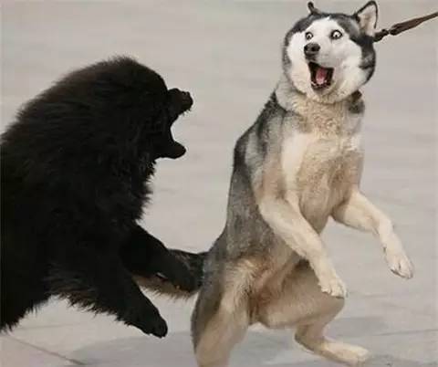 二哈与狼基因只差1%……我不禁陷入沉思