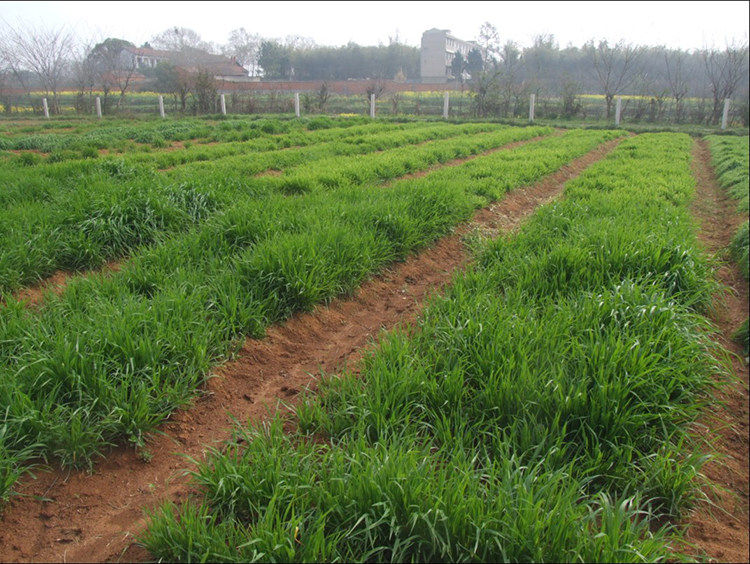 黑麦草种子批发 牧草种子 多年生黑麦草 南方北方 牧草种子包邮