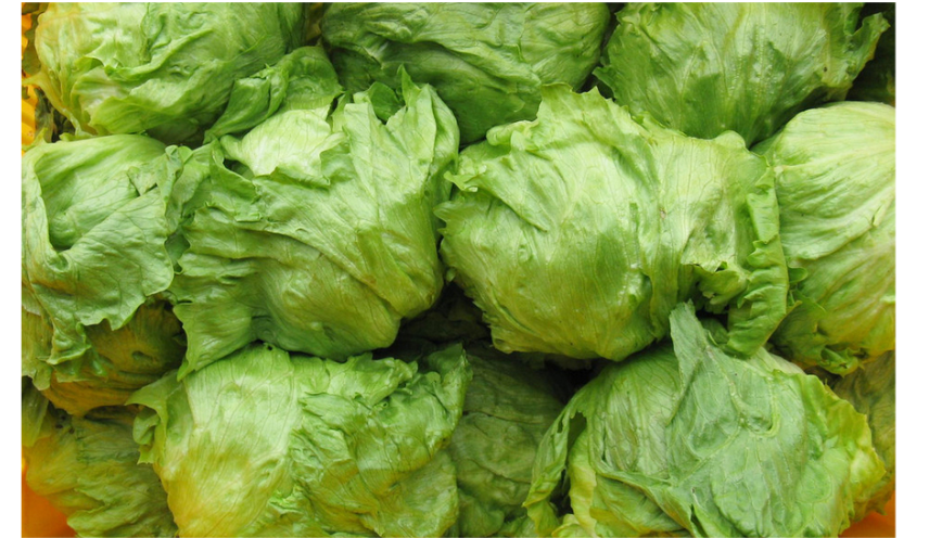 林庄园球生菜600g 西生菜圆生菜新鲜有机沙拉色拉蔬菜 满5件包邮