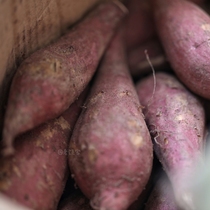 Lao Rao Jia small sand honey potato sweet and delicious Liuao red heart sweet potato small sweet potato small sweet potato about 5kg