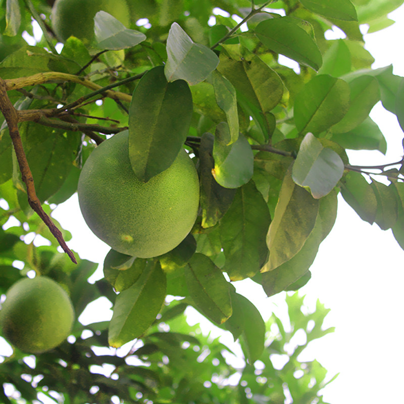 淘宝野生土柚子新鲜柚子皮去甲醛除异味5斤