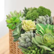 Simulation green plant multi-meat plant basin-borne home commercial table pendulum bonsai decoration green combination F660