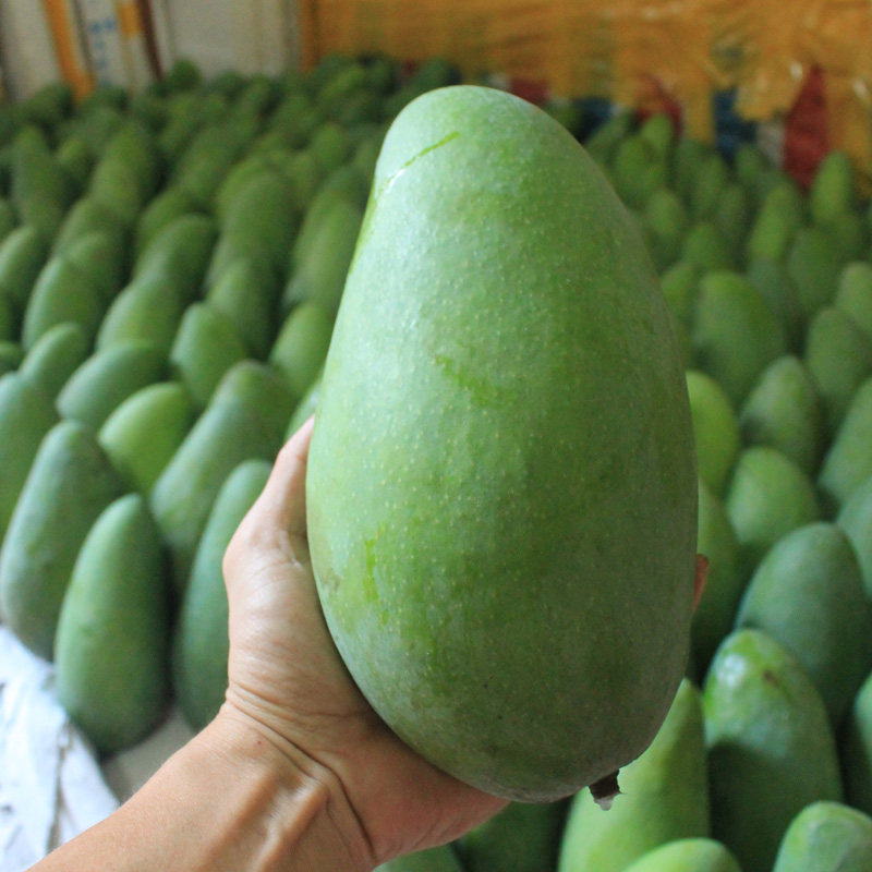 空运 海南三亚新鲜水果芒果青皮芒芒果青芒绿皮5斤