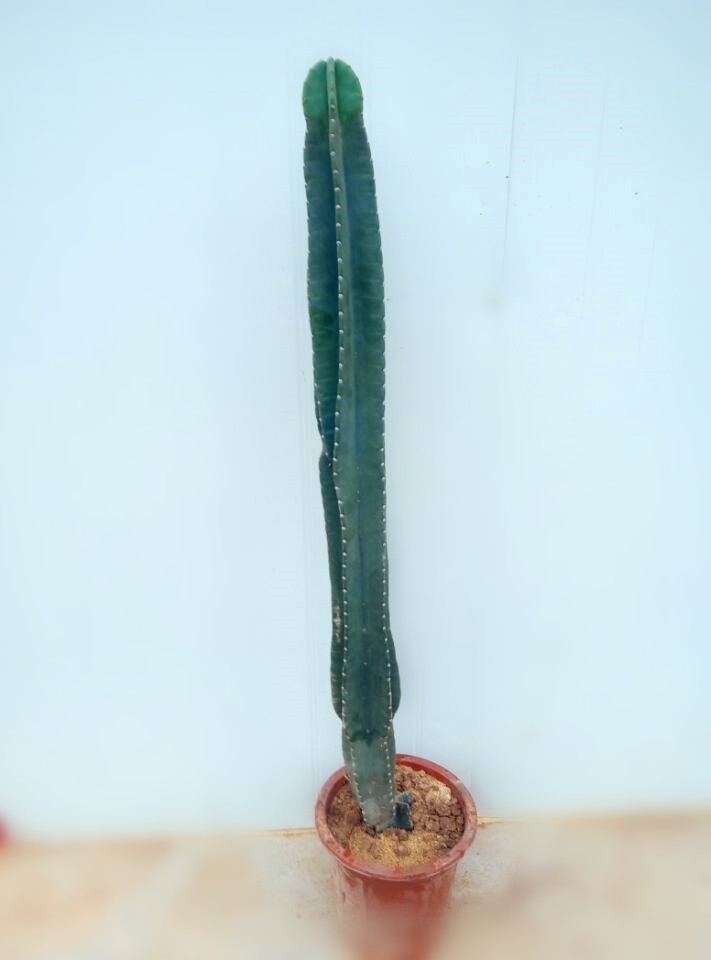 热销仙人柱量天尺盆栽大仙人掌盆栽无刺天轮柱仙人掌类植物防辐射_7折