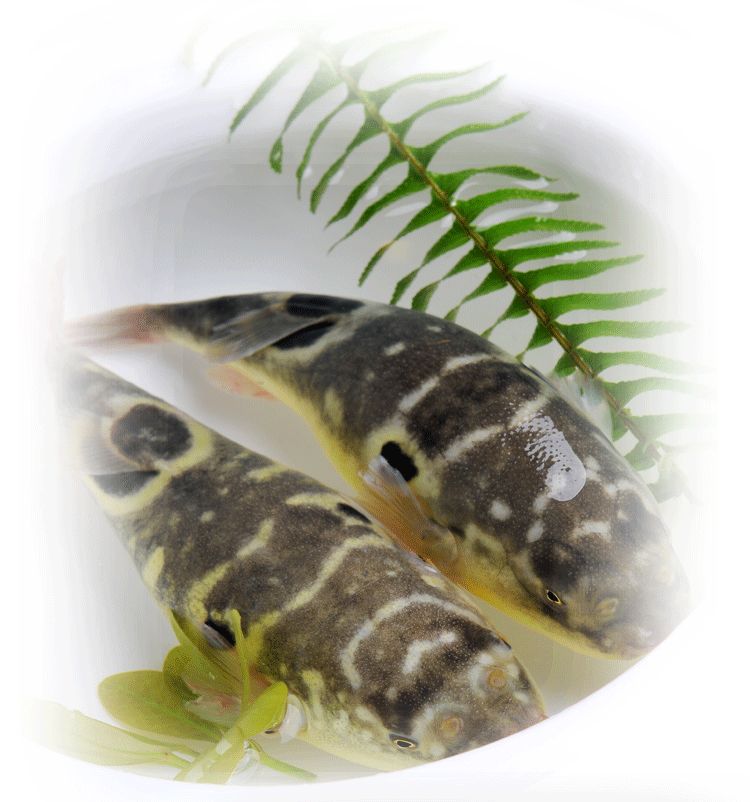 现杀现卖养殖活河豚鱼食用已处理海鲜刺身新鲜肉肝皮500g冰鲜_不打折