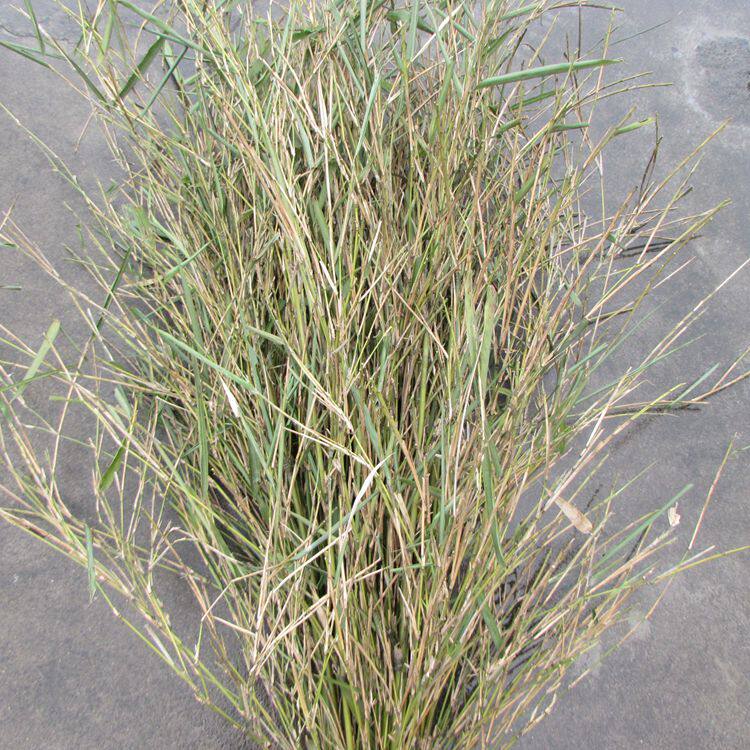 竹扫把 竹扫帚扫把 天然笤帚扫帚 大扫把 环卫扫把 小厘竹扫竹子 广西