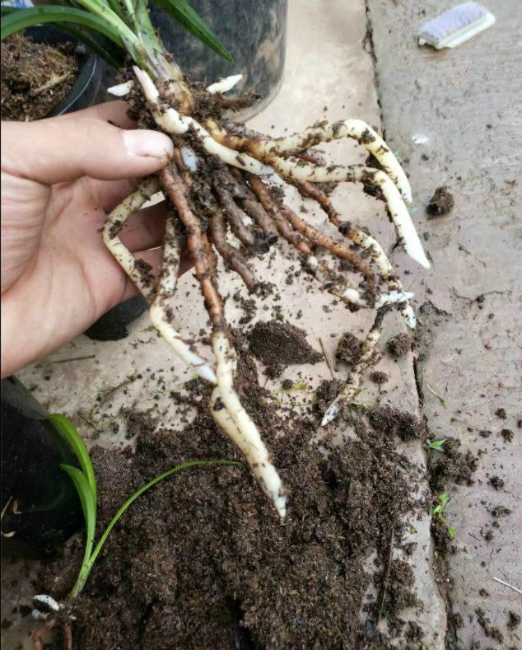 稻壳花肥营养土盆栽肥料养花种兰花土种菜种植土蓝莓多肉泥土包邮_双