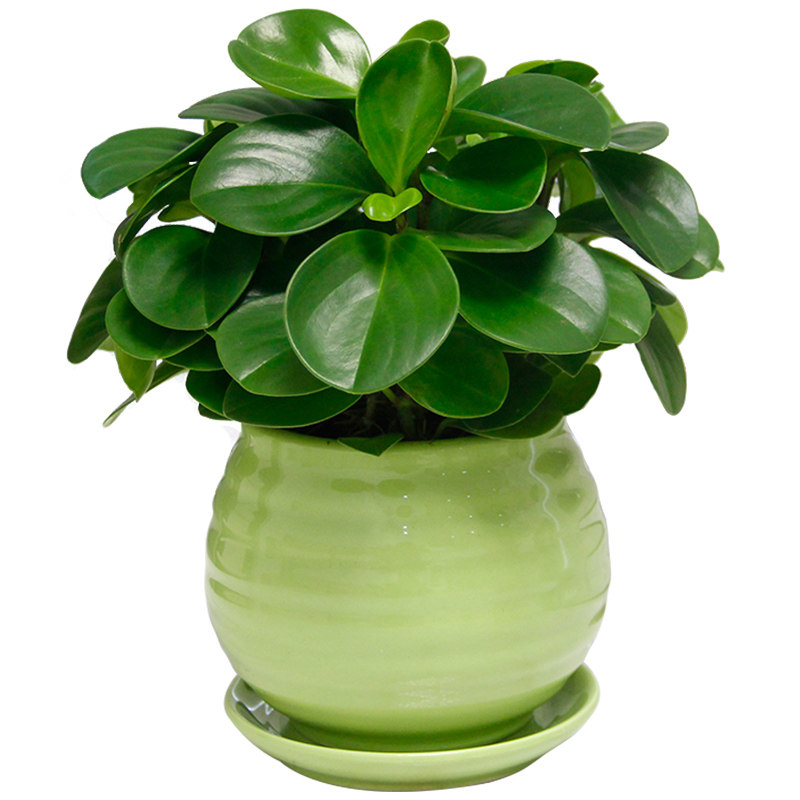    桌面盆栽豆瓣绿