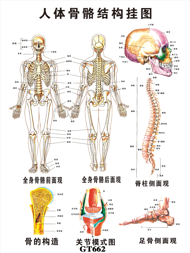 人体骨骼结构挂图 人体骨骼示意图 骨骼结构图 医院文化海报挂图