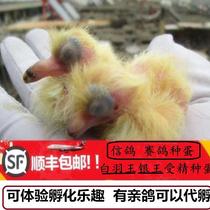 White feather King Pigeon live pigeon live breeding pigeon pair of live fertilized eggs can hatch pigeon racing pigeon egg is now picked up on the same day