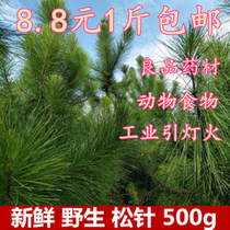 Current mining Chinese herbal medicine Matison fresh pine needle pine needle tea pine needle raising raw tea wild whole truong tea pine leaves