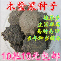 Wood Turtle Seed Wood Turtle Fry Seeds Seed Wood Turtle Fruit Dog Shit Melon and Smell Melon wood Guagi Berlin Seed seed Miao