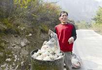 Pine resin rosin natural pine oil pine butter