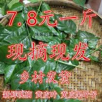 Yellow skin fruit tree leaves Fresh wild yellow skin leaves are now removed and shipped 1 kg