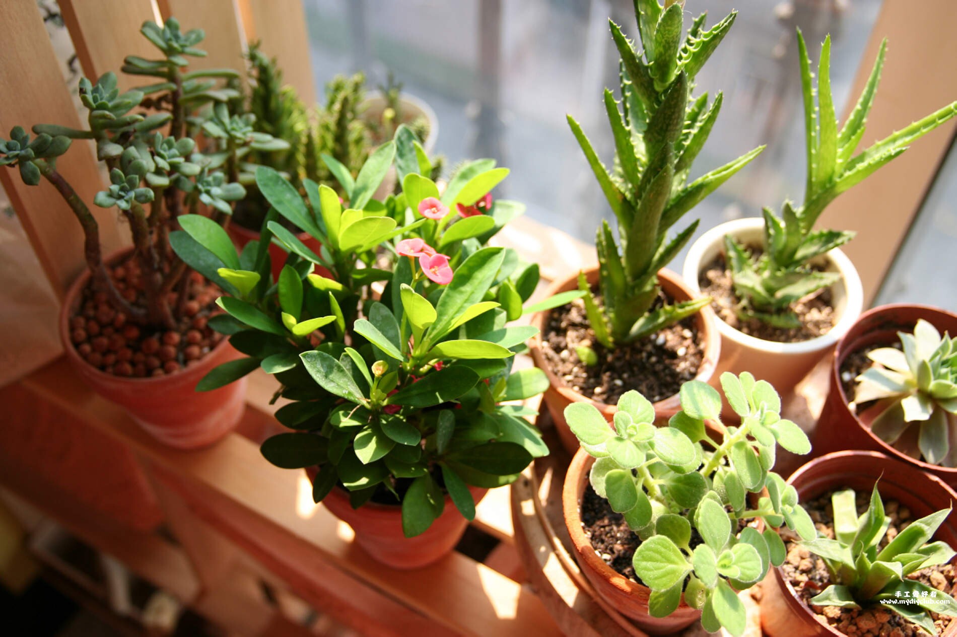 养花"雇佣兵":蚯蚓松土养花2.0版本